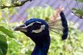 10. Catherine spotted the peacock